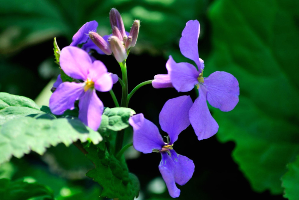 人称 二月兰 开花漂亮可盆栽 夏天正当时 可采摘做野菜吃