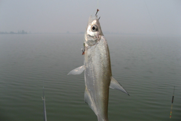 春季手竿钓翘嘴,这两种钓法最省事,简单实用才是野钓之道!
