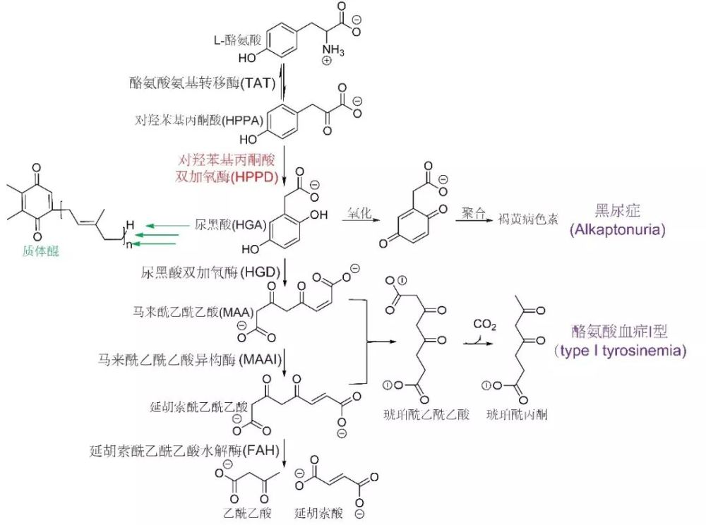 对羟基苯基丙酮酸双氧化酶(4-hydroxyphenylpyruvate dioxygenase
