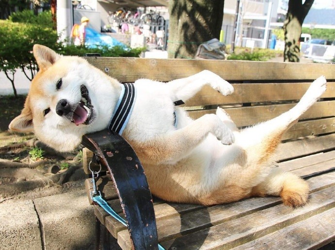 汪星人中的瘫坐界代表我已经是一条废狗了