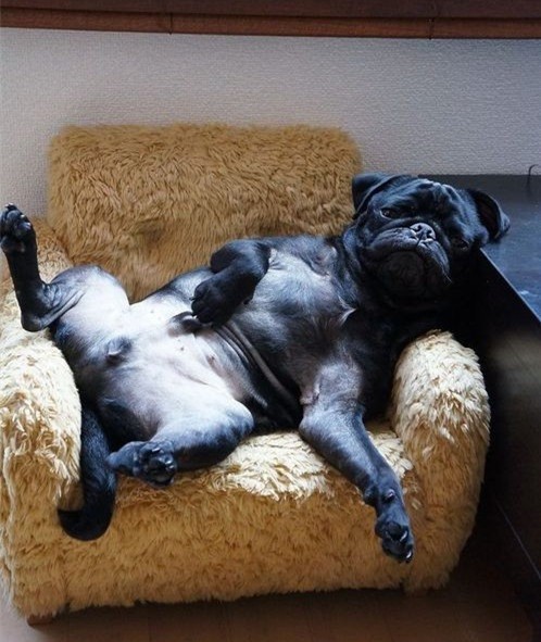 汪星人中的瘫坐界代表我已经是一条废狗了