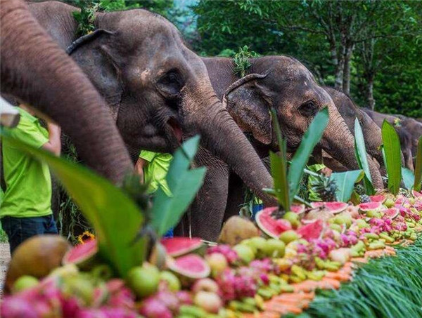 古代八珍之一的大象肉为什么现在没有人吃不仅是为了保护生态