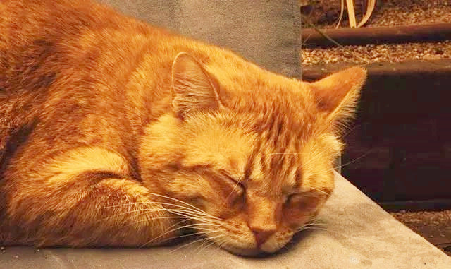 猫咪为什么到晚上就精神抖擞?有人说它们被附身了,这是真的吗?