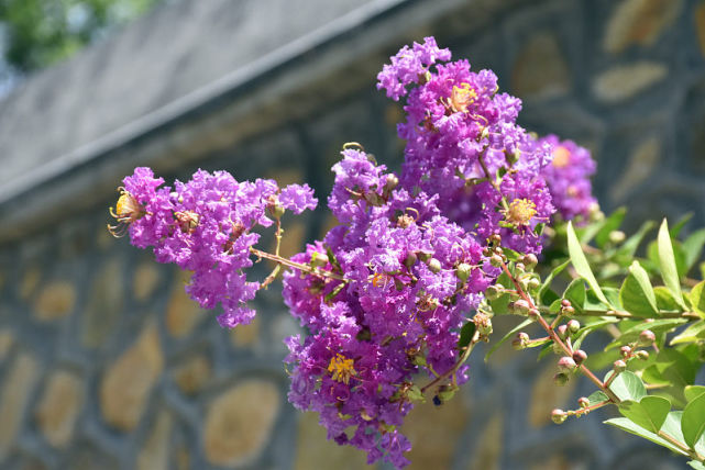 开花机器 紫薇树 种植方法并不难 这样种植 紫薇花年年盛开 紫薇树 紫薇 植物 病虫害