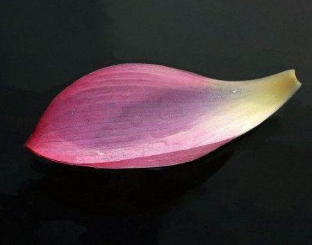 情感测试 你觉的哪一片花瓣最精致 测出你命中注定的真爱在哪里