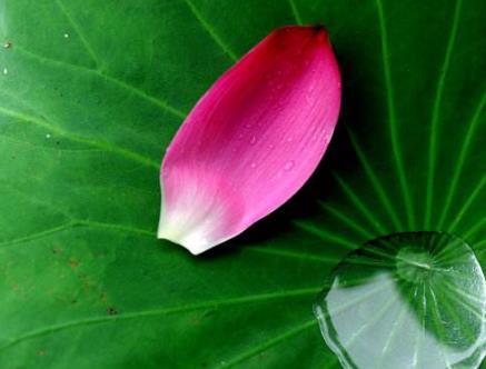 情感测试 你觉的哪一片花瓣最精致 测出你命中注定的真爱在哪里