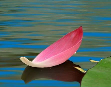 情感测试 你觉的哪一片花瓣最精致 测出你命中注定的真爱在哪里