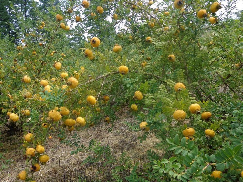 人称"刺菠萝",维c含量超猕猴桃,用来酿酒是一绝,吃过的不多