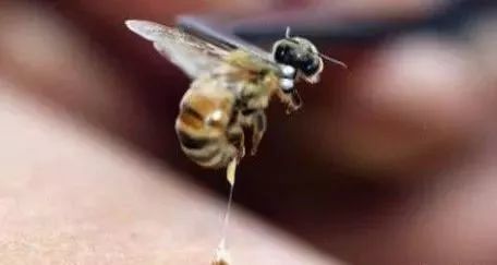 蜂王会蜇人吗? 蜂王在什么情况下蜇人