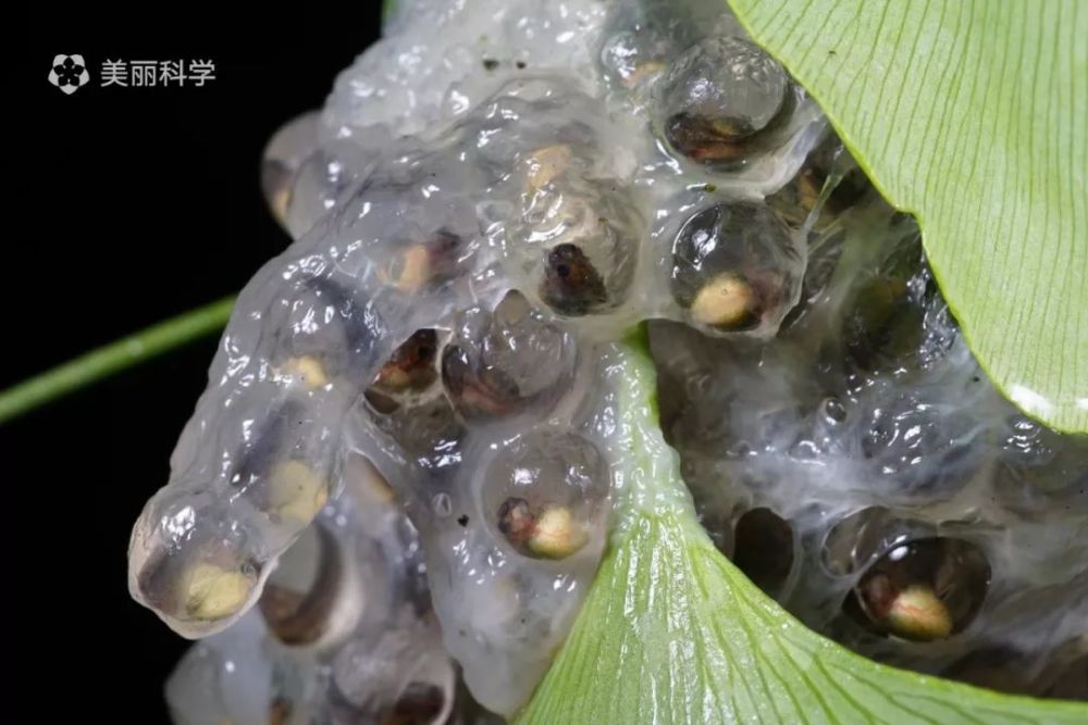 这只 恋家 的神奇生物 漂亮的就像假的