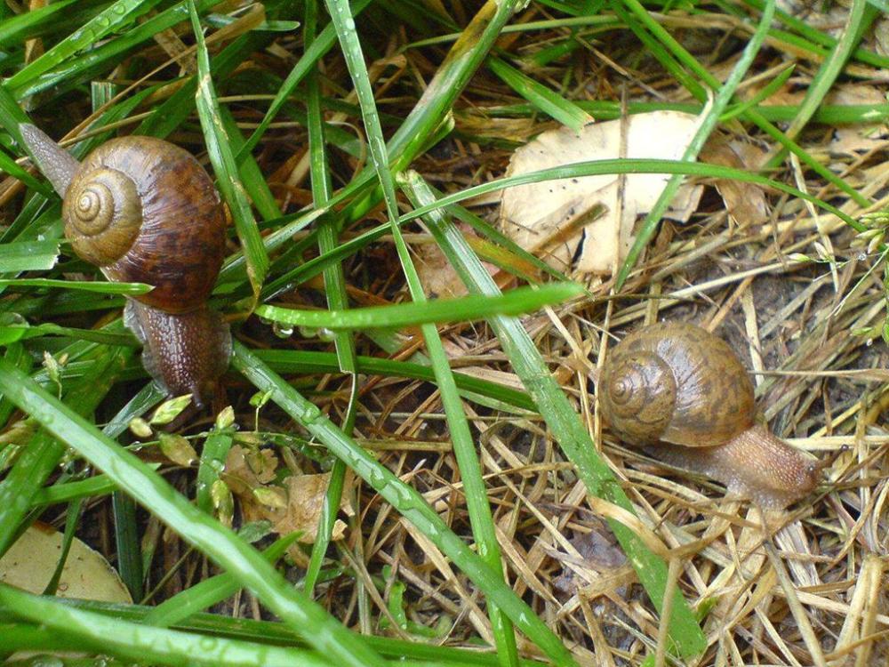 非洲大蜗牛不仅对农业的危害很大,并且其繁殖力也很