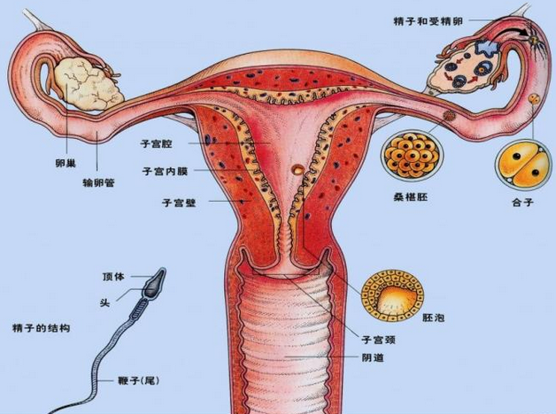 患者体征差异较大,轻者无明显异常发现或妇科检查发现附件区压痛,多