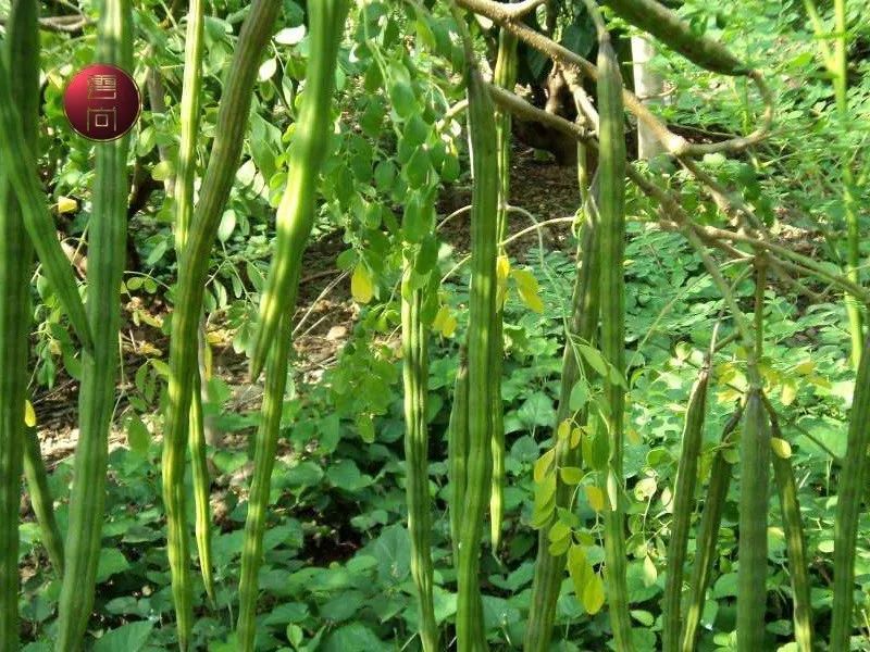 药说辣木籽简介