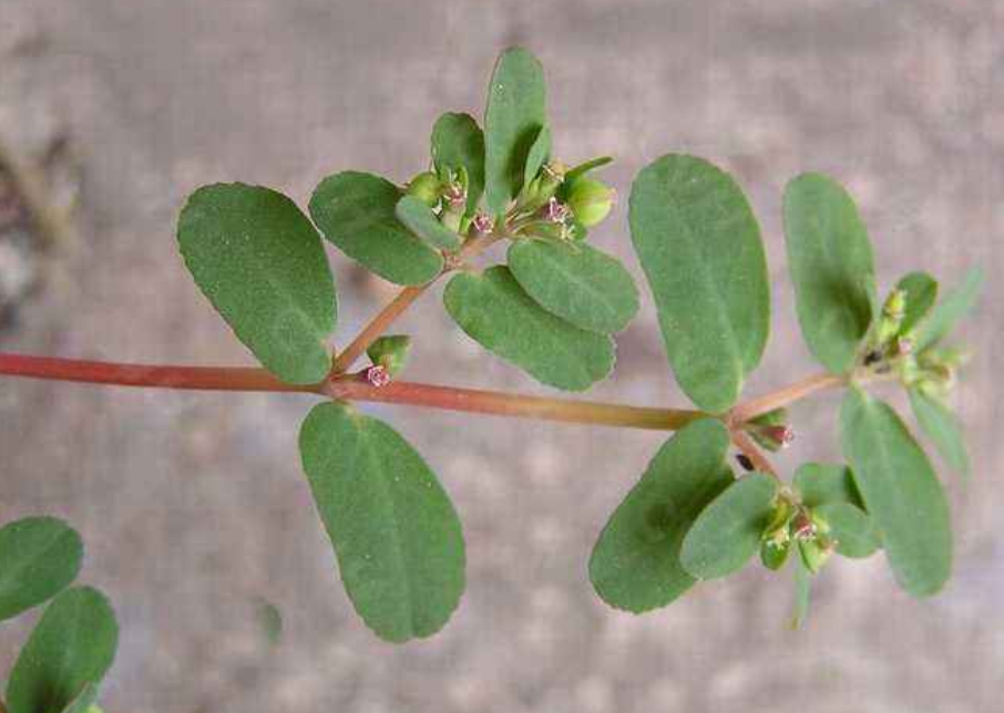 田间地头很常见的野草 农民天然的 止血贴 外伤出血就找它