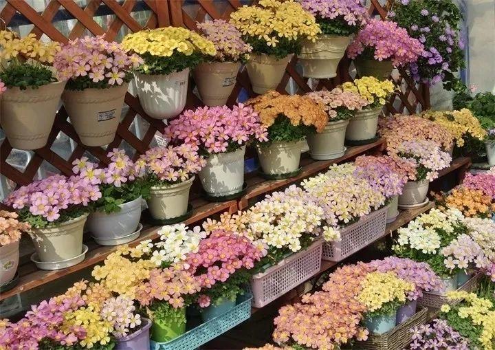 这花埋土里 不用剪就开爆 来年挖出来种球数翻10倍