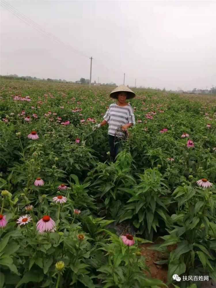 吕永怀妻子秦琼在紫锥菊种植基地查看作务情况
