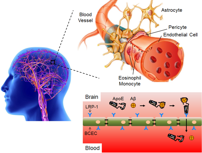 复旦大学基础医学院占昌友研究员团队在脑靶向脂质体药物设计上取得新