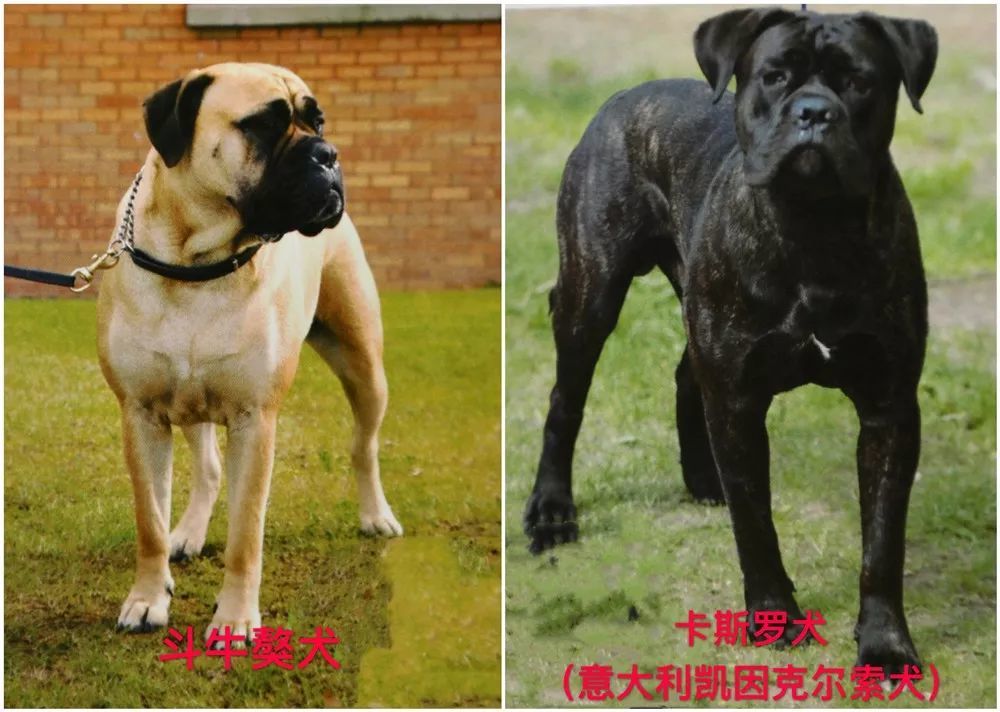 禁止飼養的烈性犬犬種:藏獒,惡霸犬,鬥牛獒犬,卡斯羅犬(別稱意大利凱