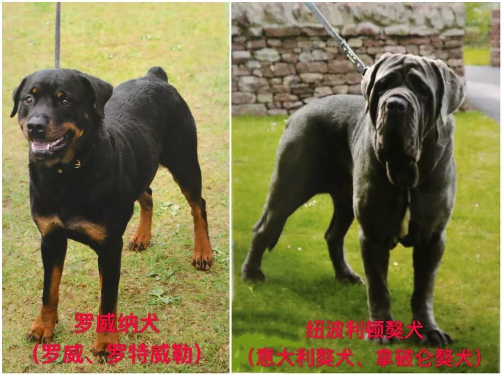 禁止饲养的烈性犬犬种:藏獒,恶霸犬,斗牛獒犬,卡斯罗犬(别称意大利凯