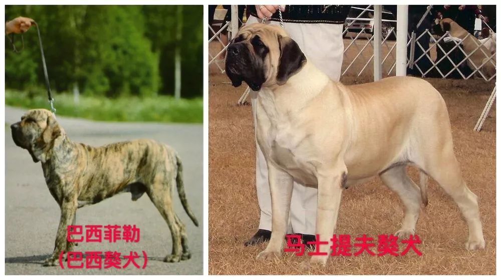 禁止饲养的烈性犬犬种:藏獒,恶霸犬,斗牛獒犬,卡斯罗犬(别称意大利凯