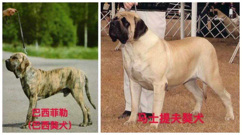 禁止飼養的烈性犬犬種:藏獒,惡霸犬,鬥牛獒犬,卡斯羅犬(別稱意大利凱