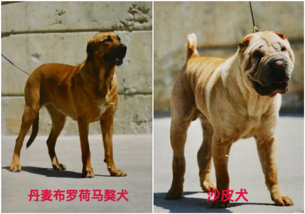 禁止飼養的烈性犬犬種:藏獒,惡霸犬,鬥牛獒犬,卡斯羅犬(別稱意大利凱