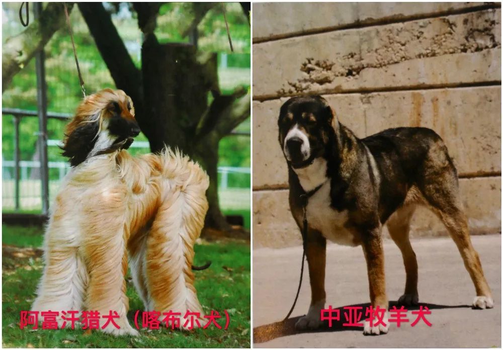 天津發布養犬新規這些犬種禁養