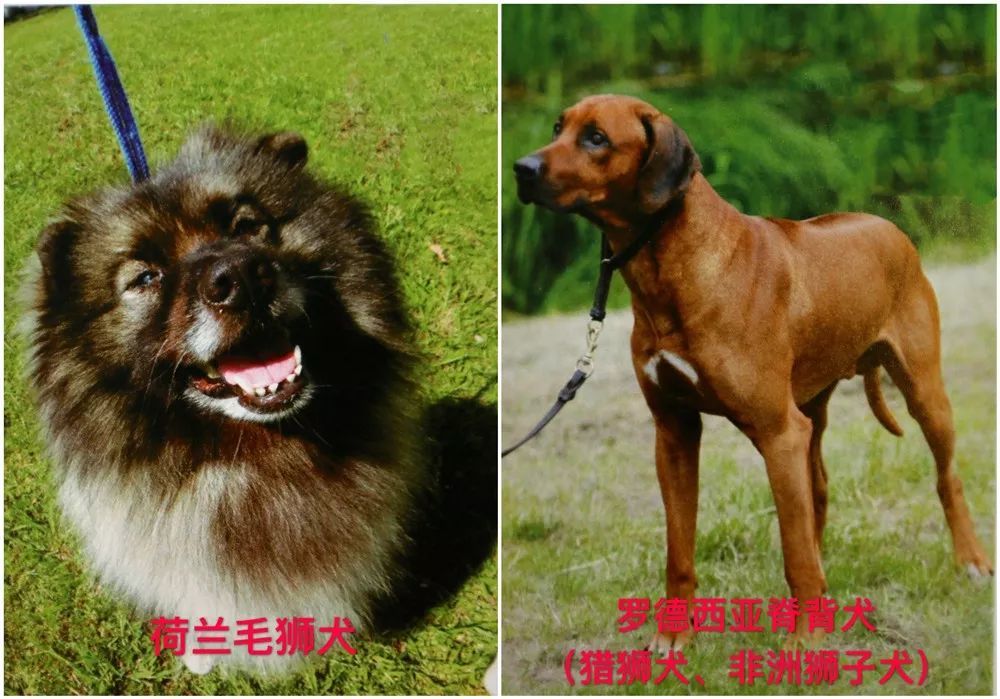 禁止飼養的烈性犬犬種:藏獒,惡霸犬,鬥牛獒犬,卡斯羅犬(別稱意大利凱