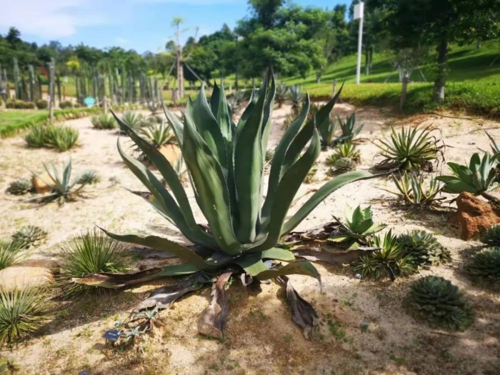 看到养几十年龙舌兰开花了,不要太高兴,那是它的死期将近