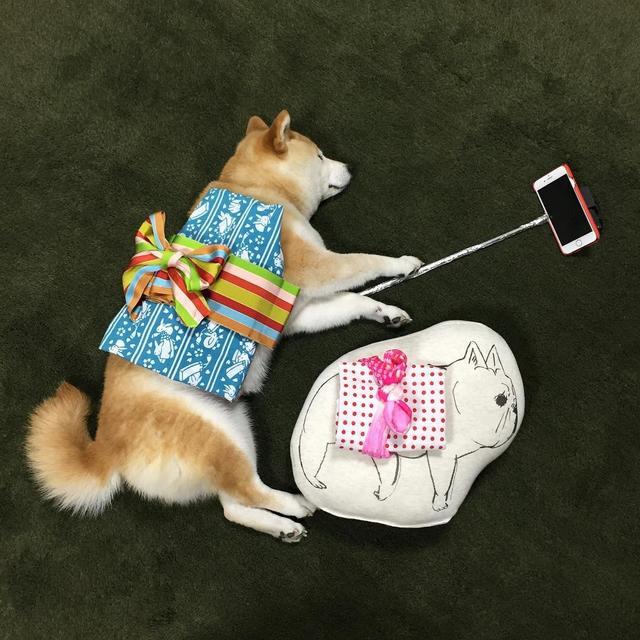 高龄柴犬在线卖萌,主人为留个纪念,拍了152张创意睡姿照