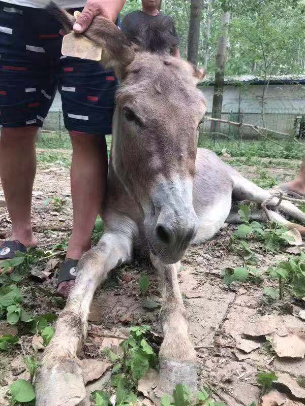 从30万头到濒危,谁来保卫淮北纯种小毛驴