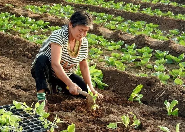 今年种植秋季大白菜 栽培上应注意的事项有10点 你知道吗