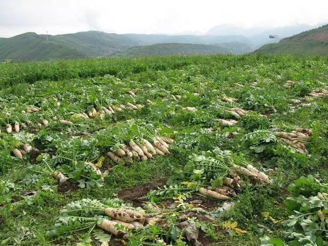 秋天种植萝卜播种前做好这4点亩产轻松过万斤