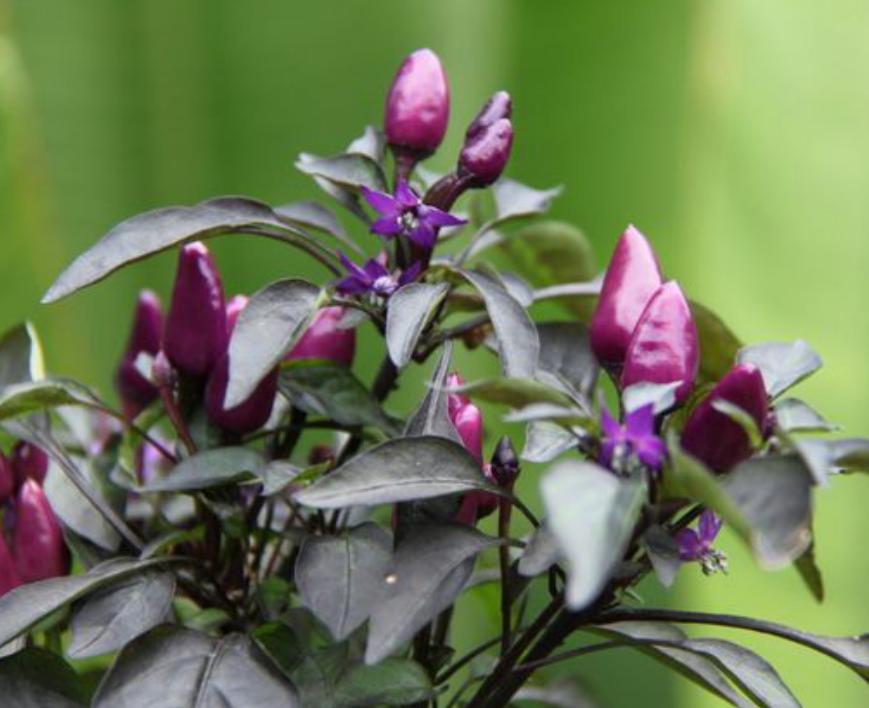 这种朝天椒原产于秘鲁,颜色紫辣度高,如今比小米辣受欢迎