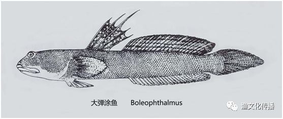 渔事 滩涂精灵 弹涂鱼