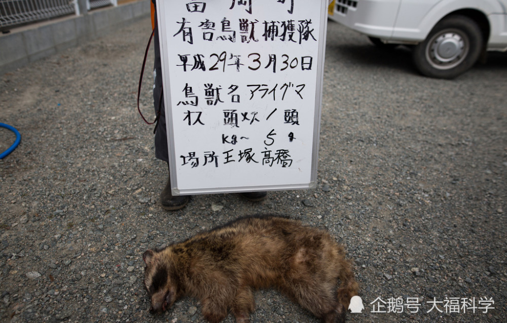 日本欲解封福岛核辐射重污染区野猪变异画面吓人