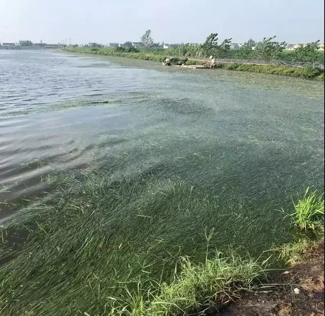 别人天天卖蟹 他天天捞草 痛心 断草究竟为何 腾讯新闻