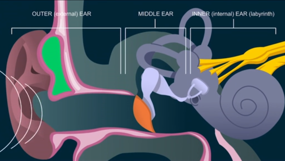 听声辩位聊一聊听觉的科学
