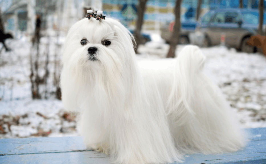 济斯犬的寿命和长寿的秘诀