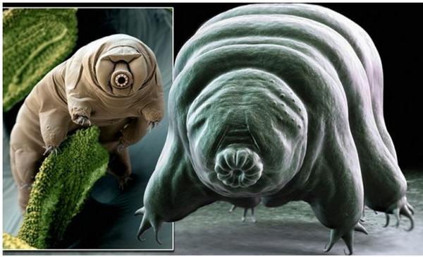 超强生物水熊虫登陆月球