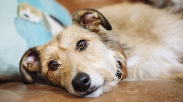 什么是犬疱疹病毒 幼犬的感染致死率更高 主人要留心警惕