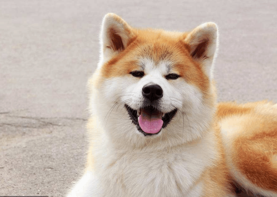 狗中耳炎疾病的侵害