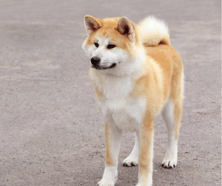 狗鼻窦炎预防方法