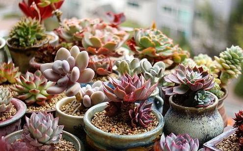 此种多肉叶子干瘪似杂草 8月叶美侧芽多 一盆轻松变多盆