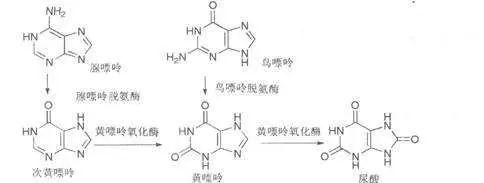 超详细:尿酸到底是个什么东西?