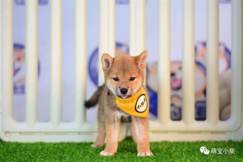 史上最全挑选纯种柴犬干货 不看后悔系列