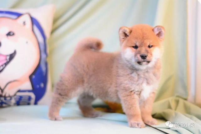 腾讯内容开放平台