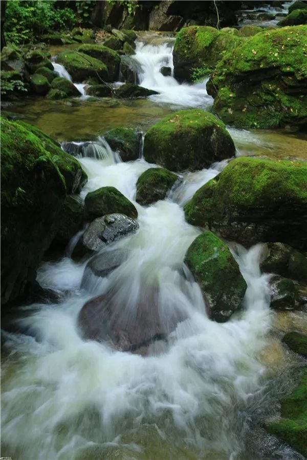 太美了,自带"仙气"的牛背梁景区云雾缭绕,宛如人间仙境!