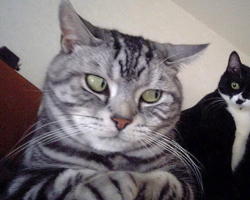 主人张嘴咬猫头,猫咪却一脸不屑的样子,来呀!互相伤害呀!