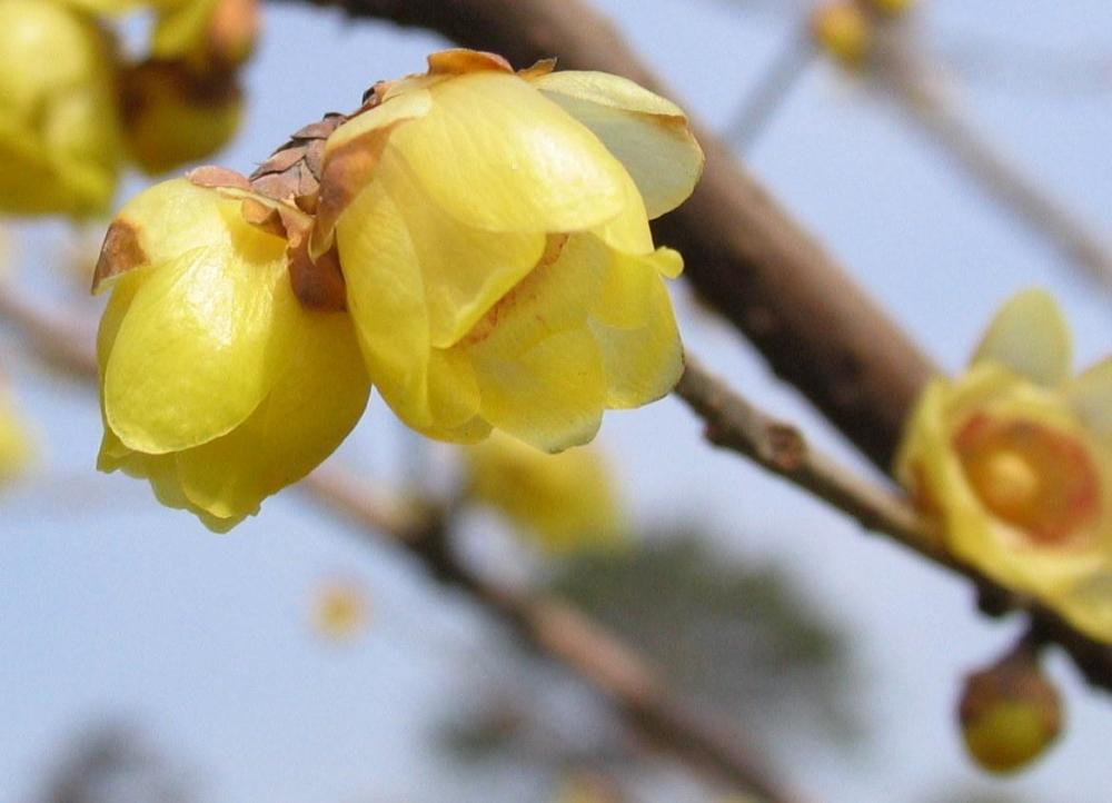 鮑照《梅花落·中庭多雜樹》香聞流水處,影落野人家.